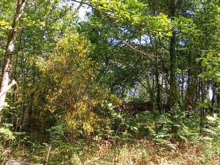 jolie parcelle boisée