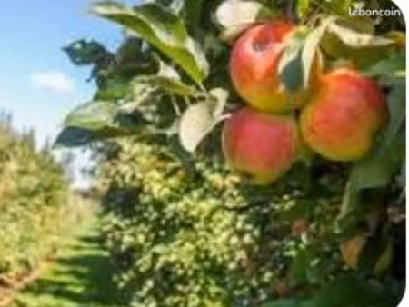 cherche petit verger