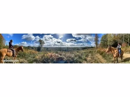 recherche forêt à vendre