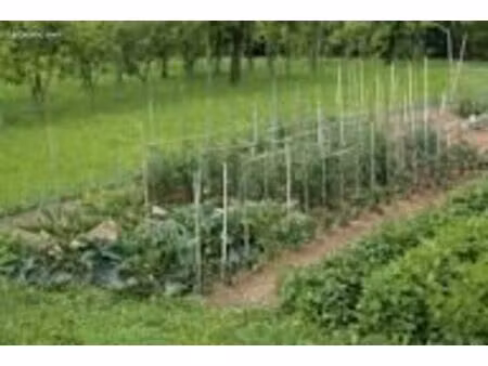 loue jardin potager