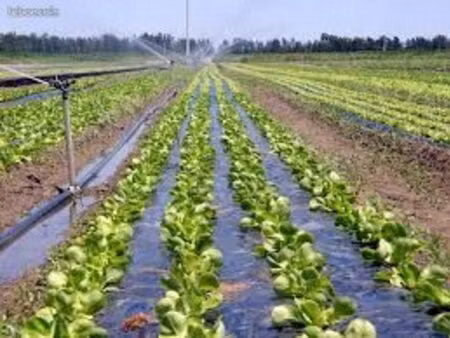 recherche terrain agricole