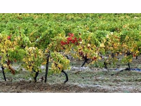 terrain viticole de 149 746 m² à rieux-minervois