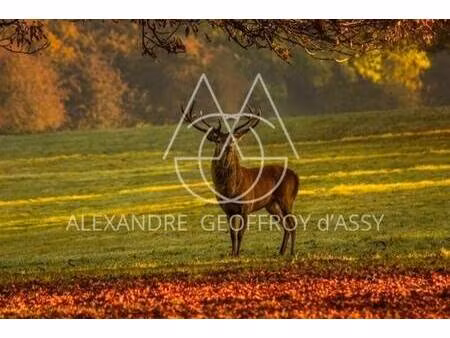 geoffroy d assy alexandre capifrance