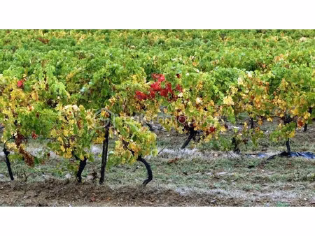 vente terrain 149746 m² à rieux-minervois (11160)  198 000 €