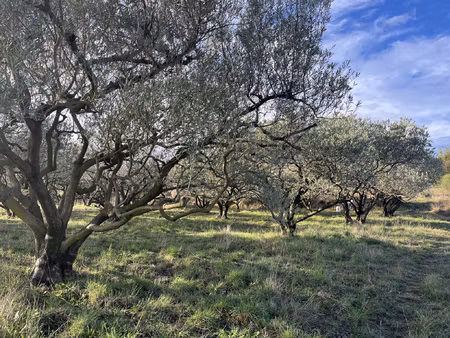 terrain avec oliviers