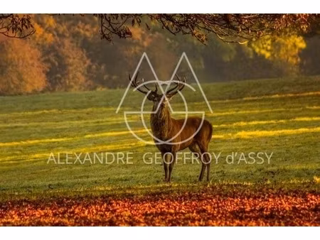exceptionnel domaine de chasse de 800 ha situé dans le val de loire comprenant un château 