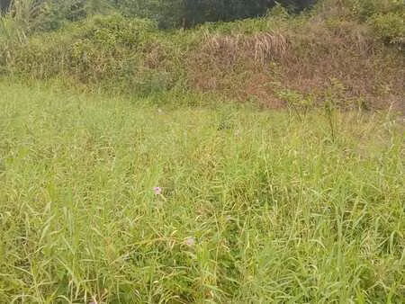 achat terrain 1 000m² le lamentin 97232