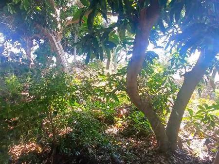 a vendre terrain constructible de 445m2 a saint-gilles les hauts