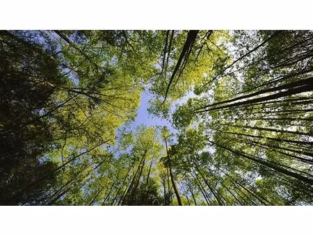 terrain à vendre à questembert