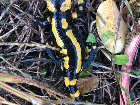 cherche grange ou maison