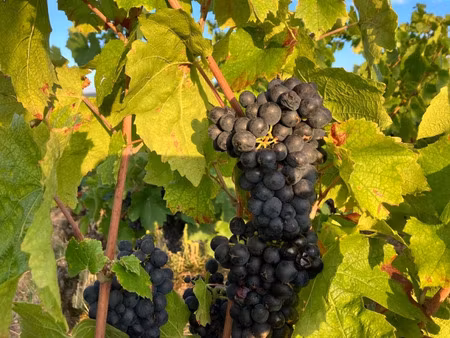 terrain à vendre julienas 3635m2 11 500€