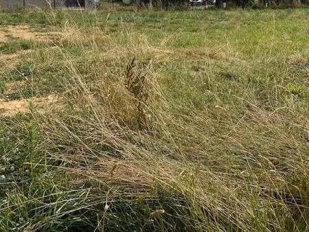 vente terrain à marsais-sainte-radégonde (85570) : à vendre / marsais-sainte-radégonde