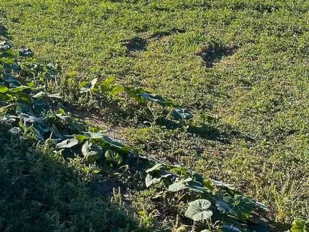 vente terrain à petosse (85570) : à vendre / petosse