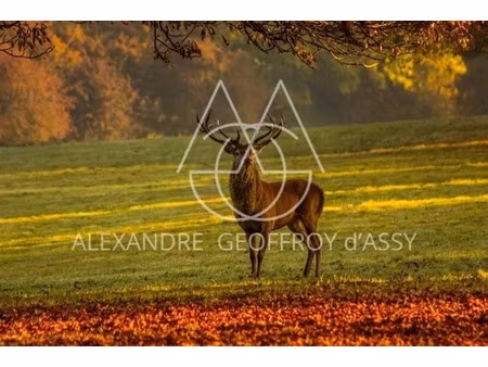 vente propriété 80 pièces 6800 m² à soings-en-sologne (41230)  104 000 000 €