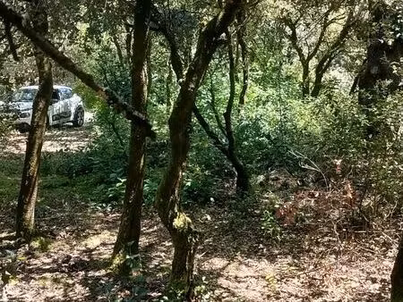 tarain agricole boisé