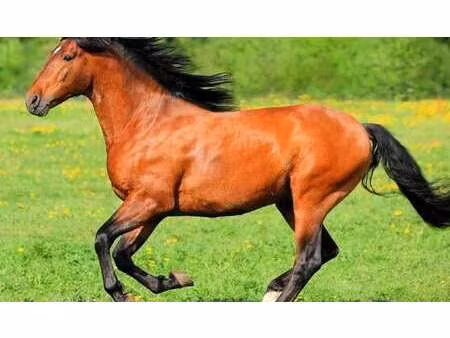 vente maison à quimper (29000) : à vendre / 150m² quimper