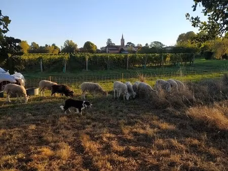 prairies ou friches agricole
