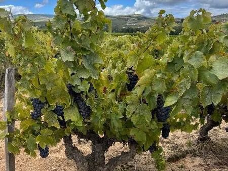 pernot marcel capifrance