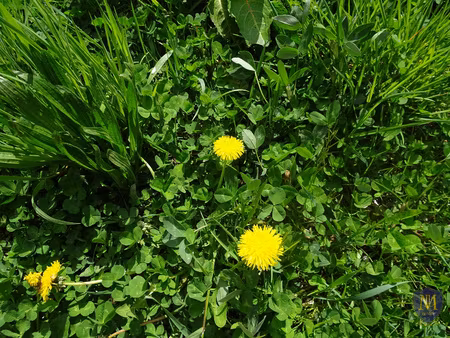 buschwiller terrain constructible de 5 80 ares