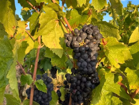 vente locaux professionnels 3635 m² à juliénas (69840)  11 500 €