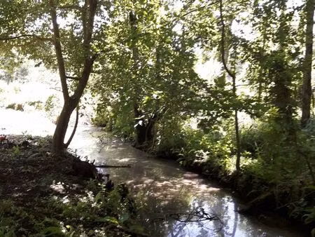 jardin dans le marais