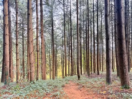 propriété forestière 30 hectares d'un seul tenant à noyant d’allier (03) sur les côtes mat