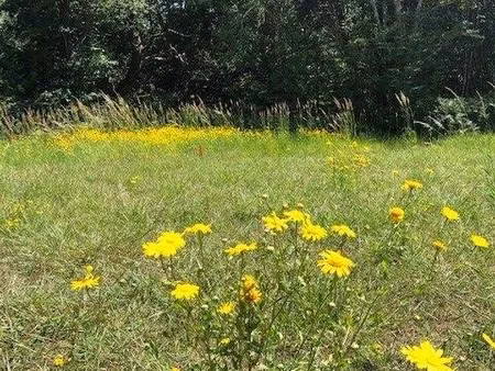 terrain constructible viabilisé à vendre