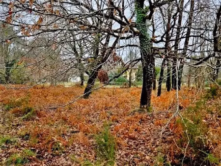 vente terrain 2050 m² à saint-julien-en-born (40170)  26 500 €