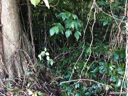 terrain en zone naturelle