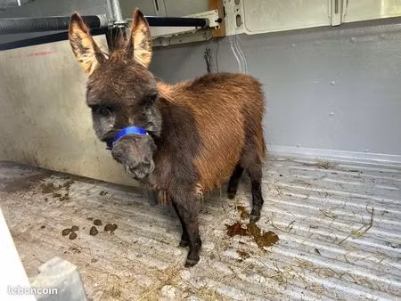 prairie  pré  champs  terrain