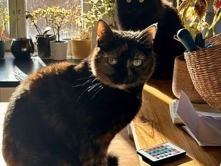 chambre disponible en sous-location appartement centre de lyon