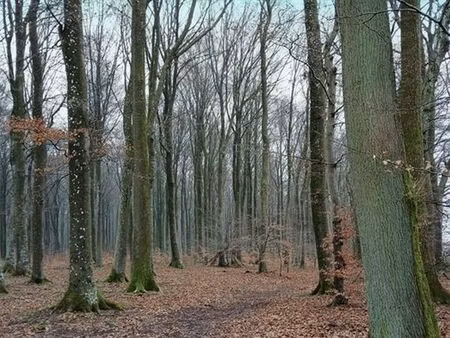 terrain à vendre à nothomb € 86.000 (ll87b) - comptoir foncier | zimmo