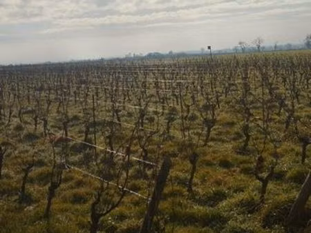 vignes