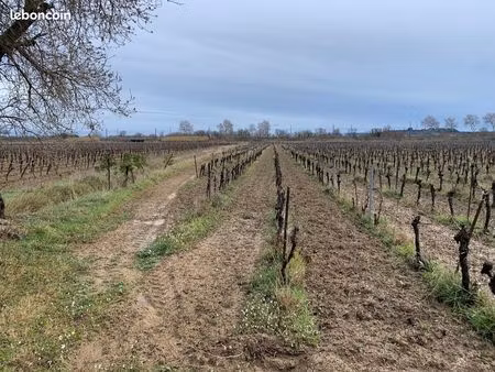vignes en exploitation biologique de languedoc
