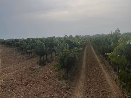 4 2ha de vigne en pleine production