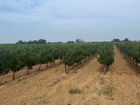 4 8ha de vignes en pleine production