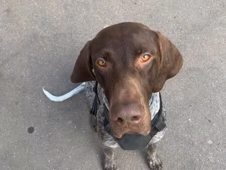 recherche terrain pour chasse