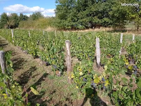 vends vignes (cause santé)