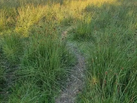 terrain 2 hectares 5