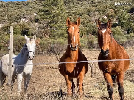 cherche terrain pour chevaux