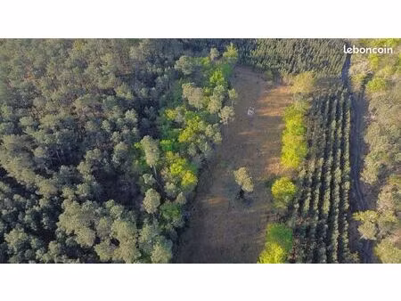 terrain/parcelle forêt