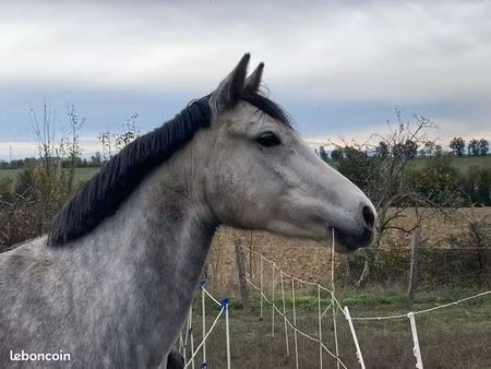 recherche lieu projet équestre