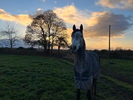 location terrain chevaux