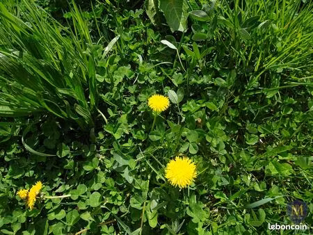 terrain 580 m² buschwiller