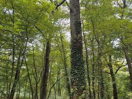 parcelles de bois