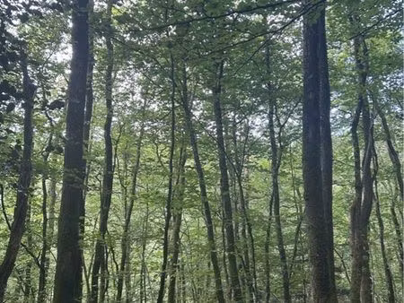 parcelle forêt
