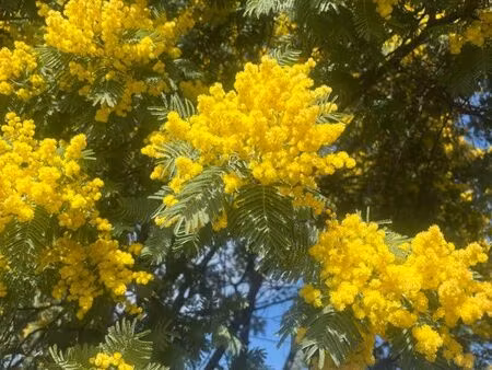 cherche maison avec jardin