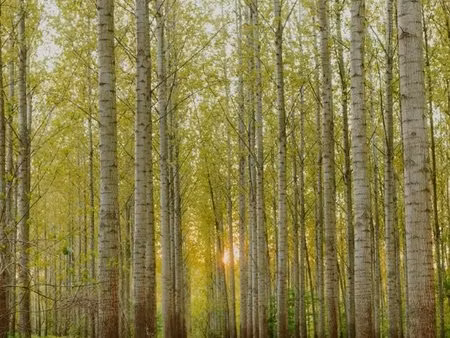 peupleraie 18h 50a 82ca varinfroy et neufchelles