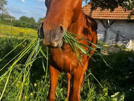 recherche d’herbages pour élevage