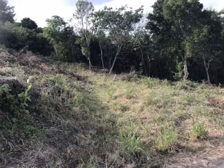 vente terrain à batir 785 m² à sainte luce (97228)  75 000 €